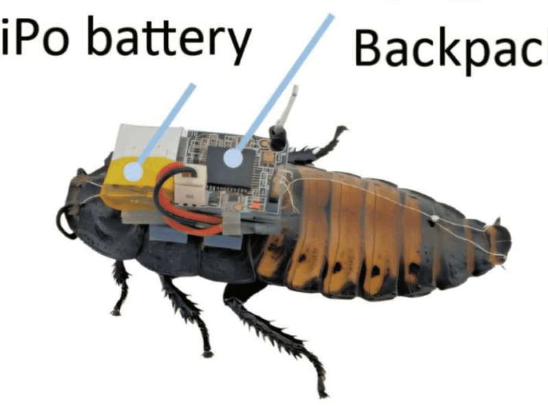 Учёные создали алгоритм, предотвращающий застревание насекомых-киборгов в сложных условиях