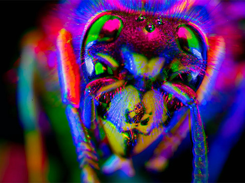 Сознание под микроскопом: учёные предложили способ оценки поведения животных и ИИ