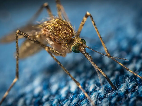 Сверхточный 3D-принтер с соплом из хоботка комара: некропринтинг выходит за пределы бионики