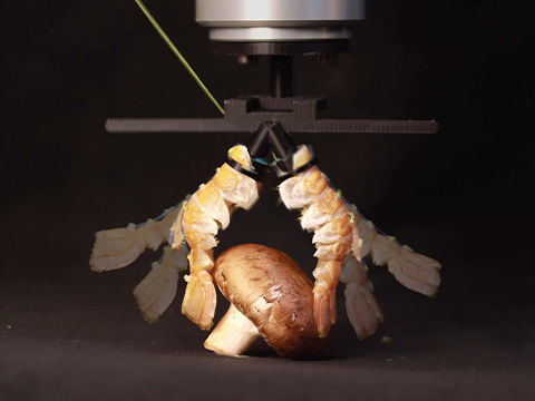 Роборука из пищевых отходов: EPFL интегрирует экзоскелет лангустина в робототехнику