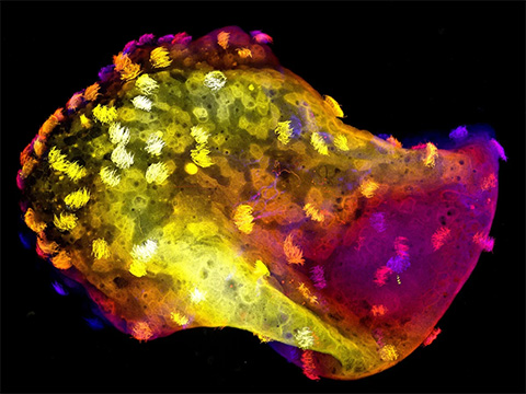 Машины с живыми нейронами: учёные создают «нейроботов» нового поколения