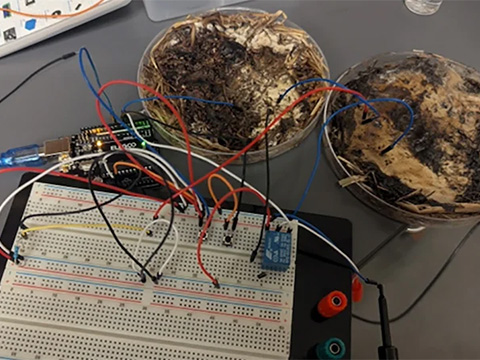 Память мицелия: учёные вырастили грибные мемристоры для нейроморфных вычислений