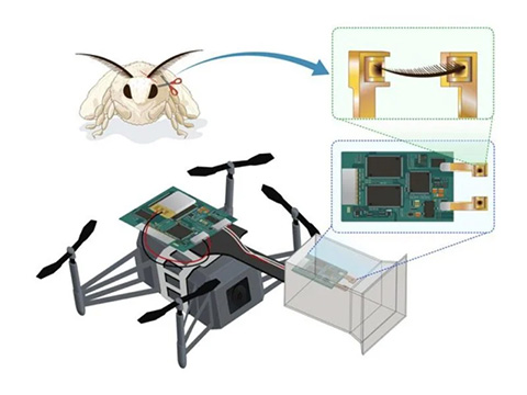 Японцы создали биогибридный дрон с усиками шелкопряда