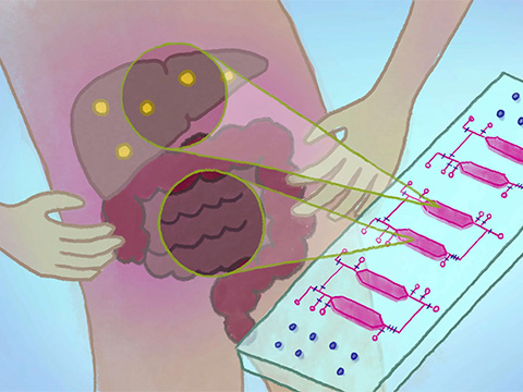 В России создали «печень-на-чипе» для точной оценки безопасности лекарств